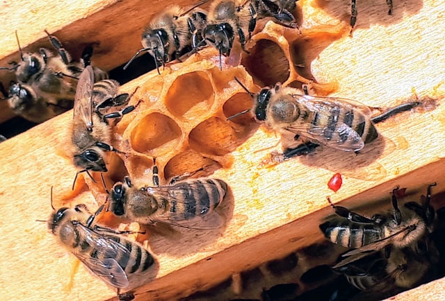 An Un-BEE-lieveable Journey!