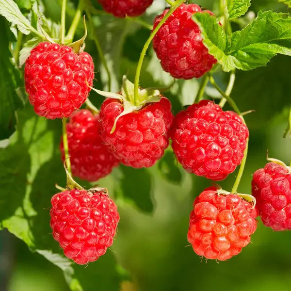 Raspberry Creamed Honey