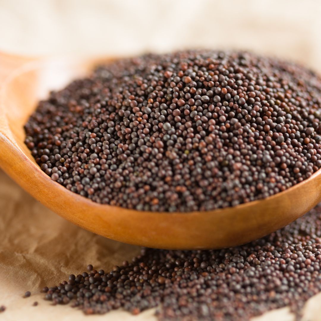 where to buy mustard seeds for planting Brown Mustard Seeds – Gather Food Studio