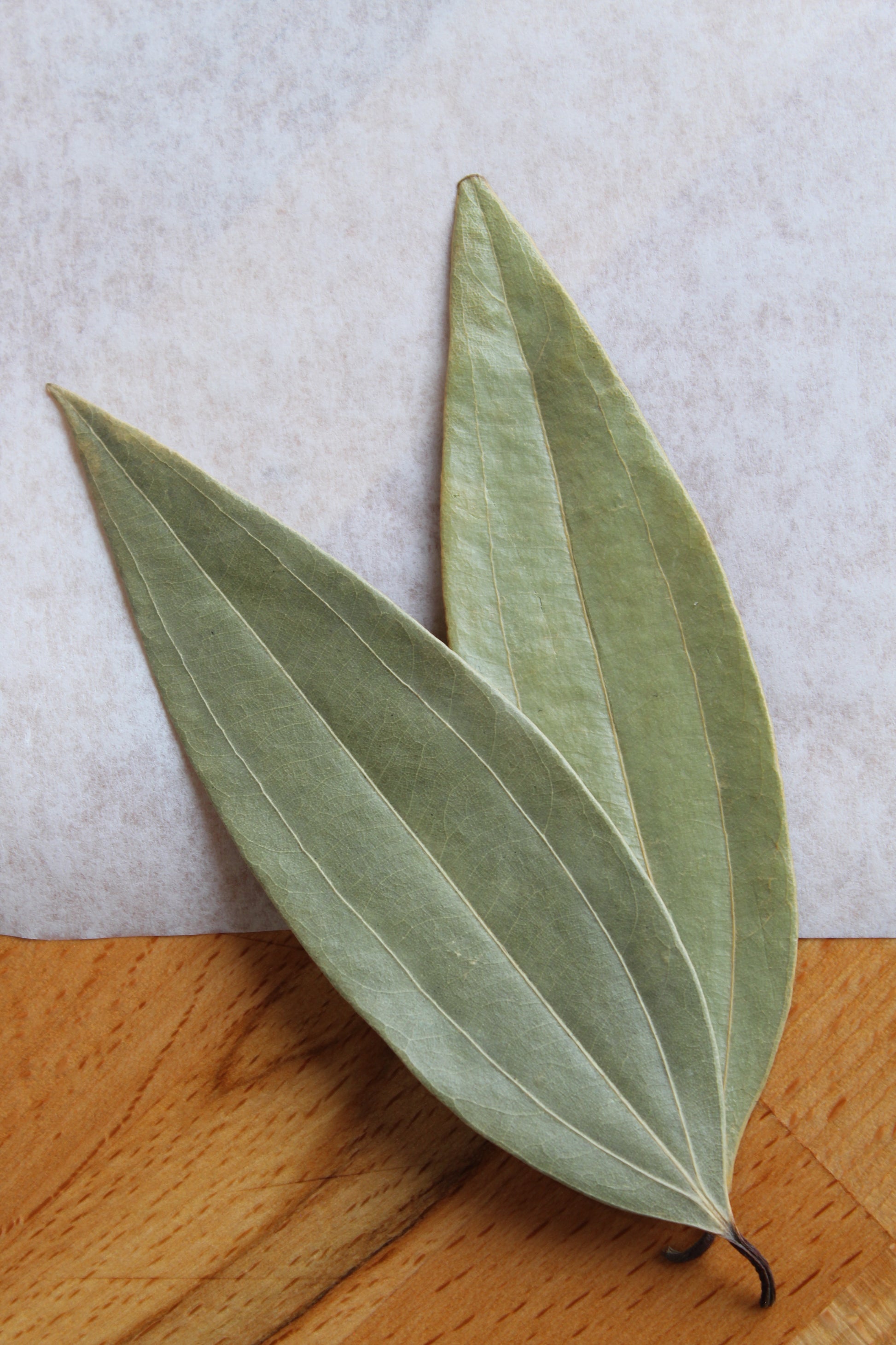 tej patta plant seeds Indian Bay Leaves (Tej Patta) – Gather Food Studio