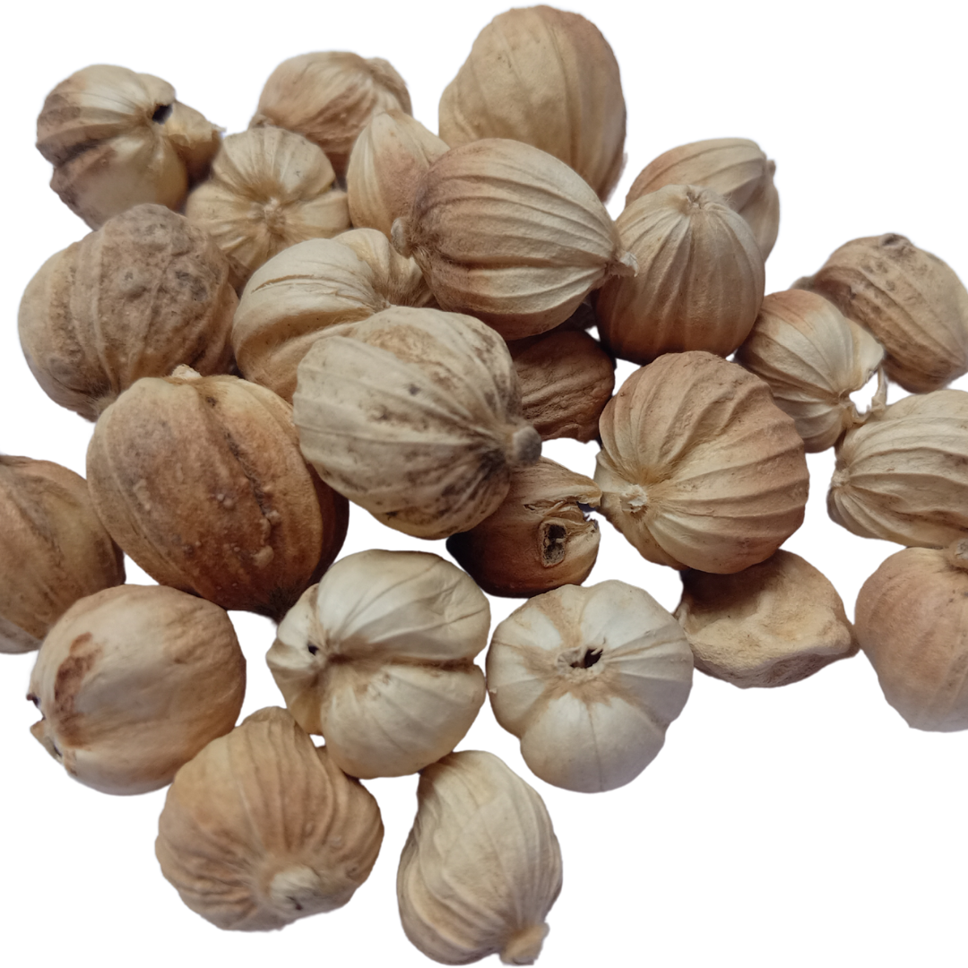 White Cardamom